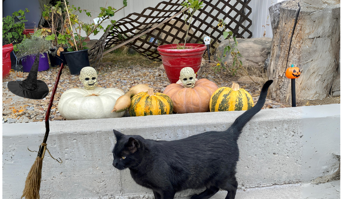 Read more about the article Celebrating Samhain