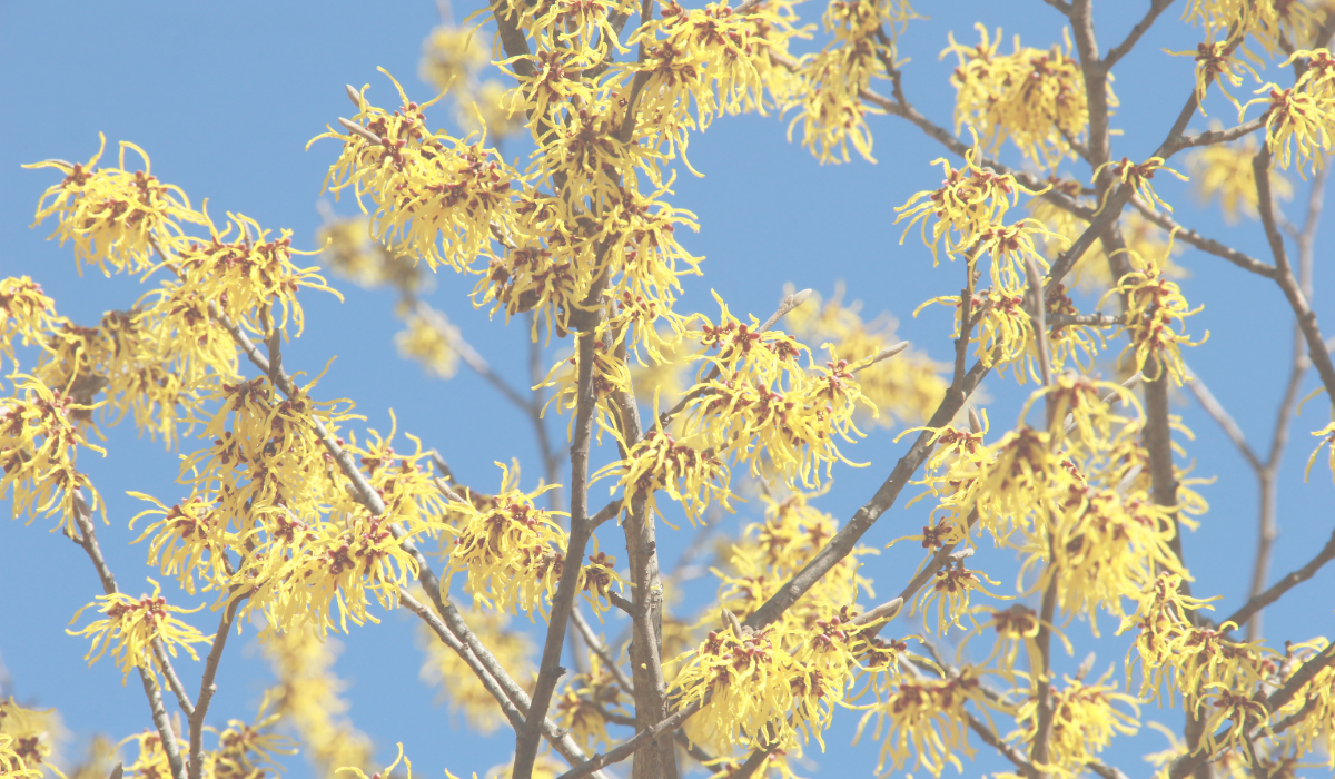 Read more about the article Pumped up Witch Hazel Toner Recipe