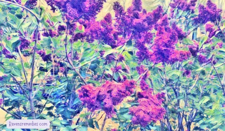 Enhanced lilacs