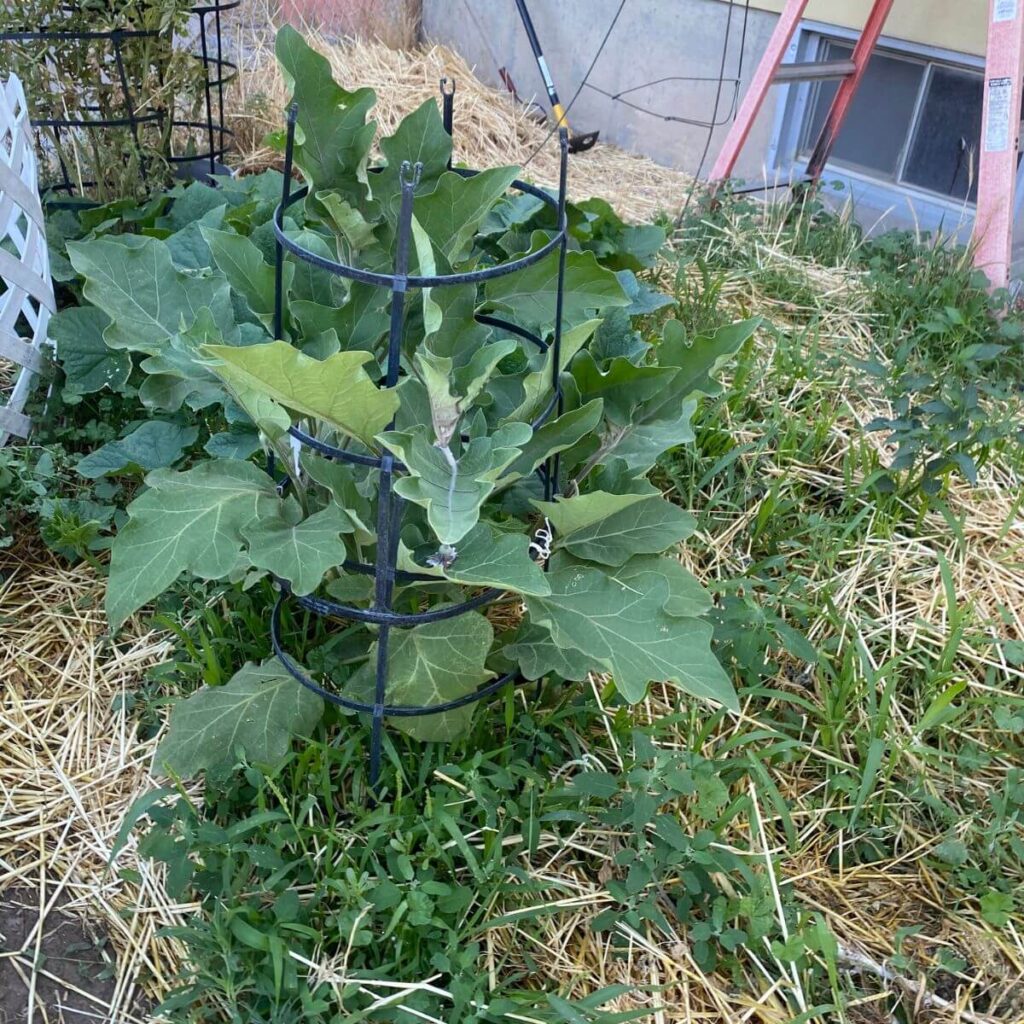 My garden with eggplants, cucumbers, Tomatoes, pumpkin, Bell Peppers, and Basil
