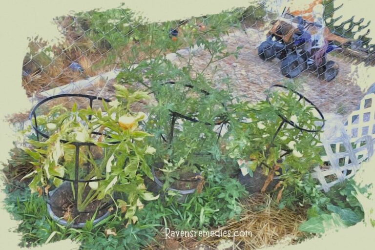 Tomato plants and skeleton on motorcycle